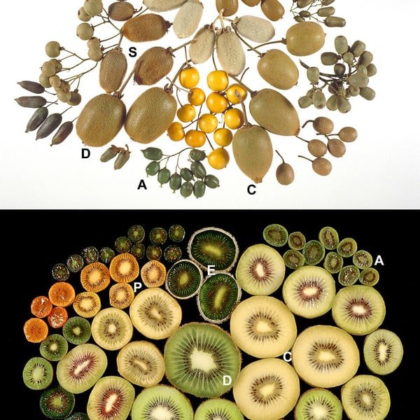 Exotic Fruits